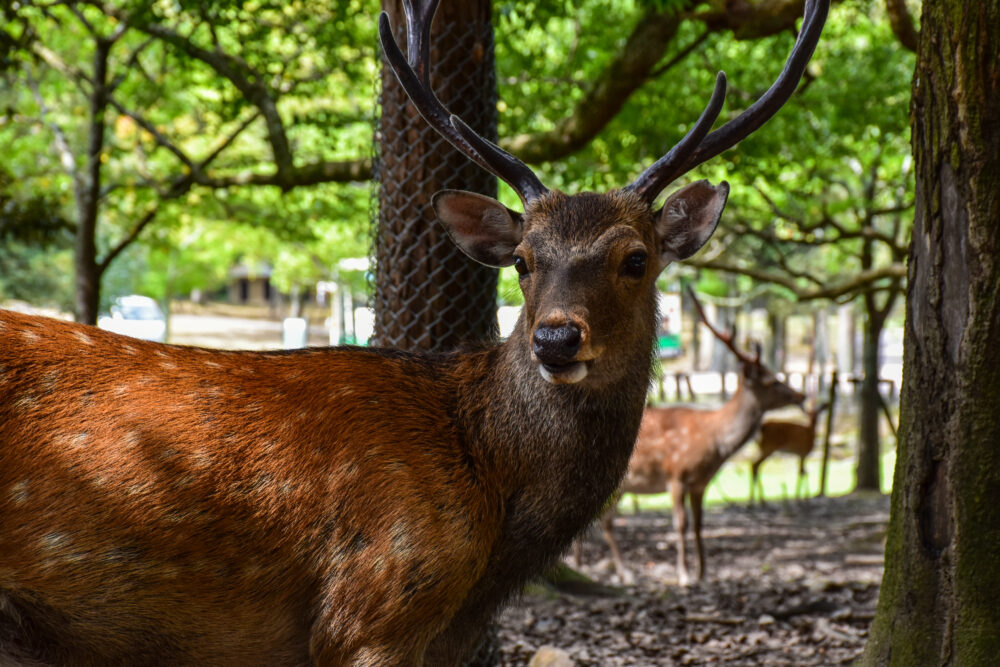ニコンカメラで撮った奈良公園　鹿