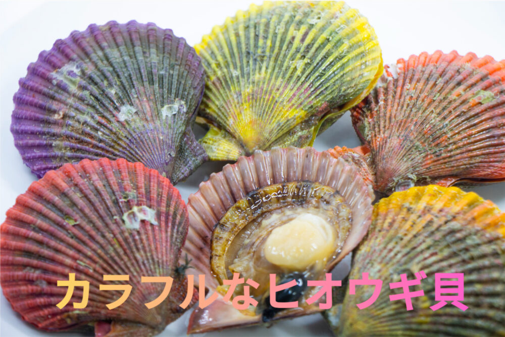 カラフルなヒオウギ貝